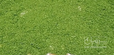 فروش شوید خشک (گیاه‌ دارویی)