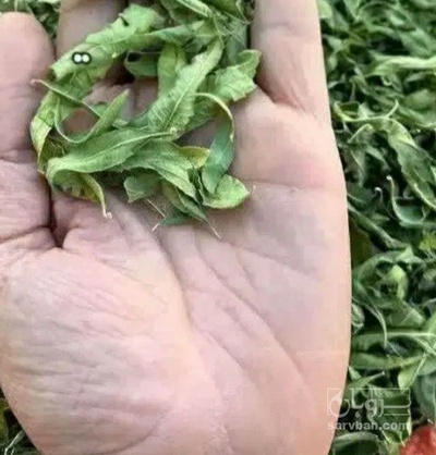 فروش به لیمو (ورون) (گیاه‌ دارویی)