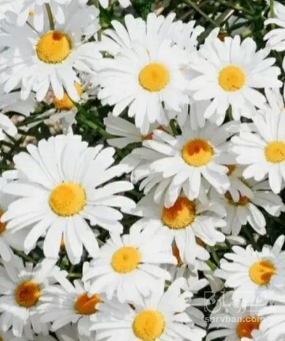 فروش بابونه (گیاه‌ دارویی)