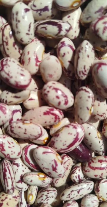 فروش لوبیا چیتی