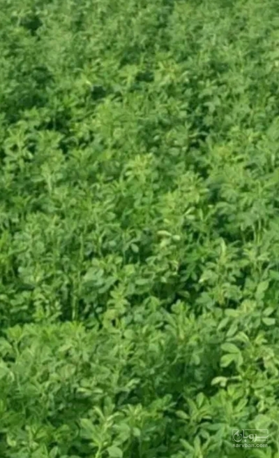 فروش یونجه