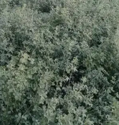 فروش یونجه