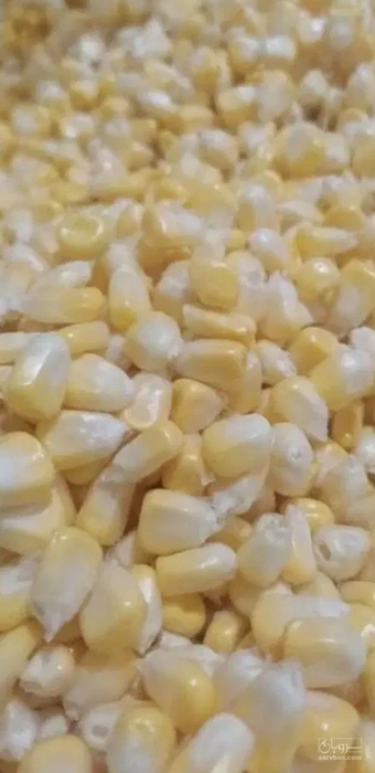 فروش ذرت