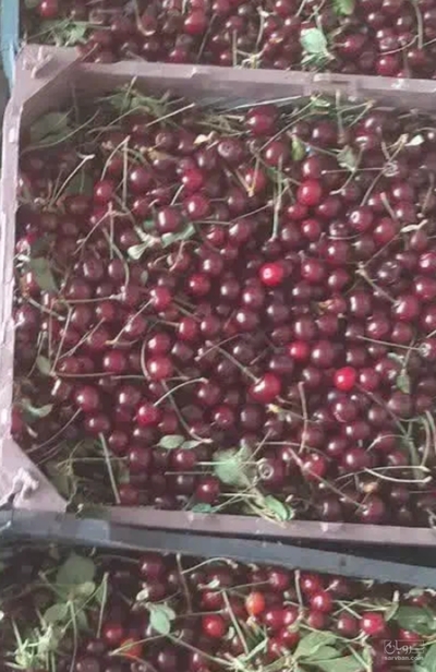 فروش آلبالو