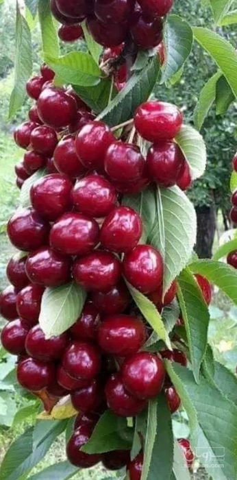 فروش گیلاس