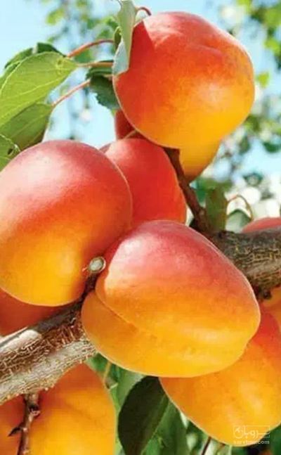 فروش زردآلو