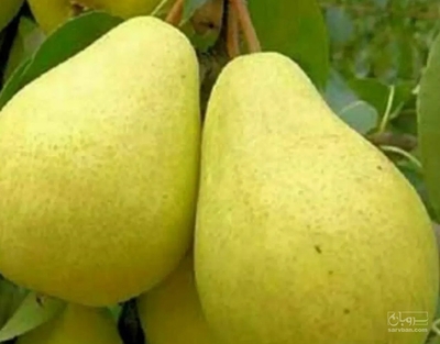 فروش گلابی