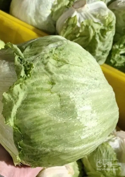 فروش کاهو چینی