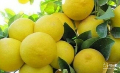 فروش لیمو ترش پرشین
