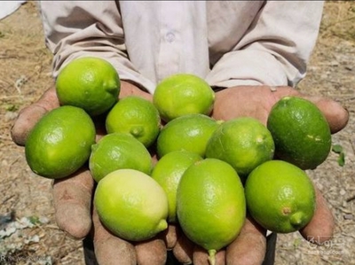 فروش لیمو ترش محلی