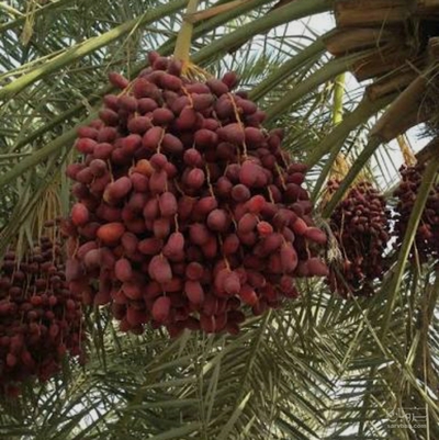 فروش خرماربی