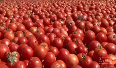 فروش گوجه فرنگی گرد