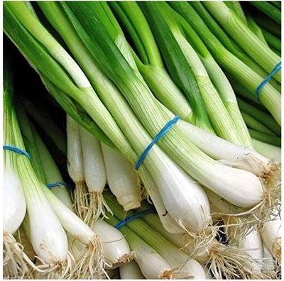 فروش پیازچه