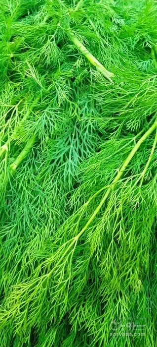 فروش شوید تازه