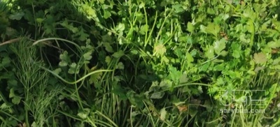 فروش جعفری تازه