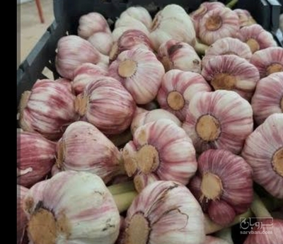 فروش سیر