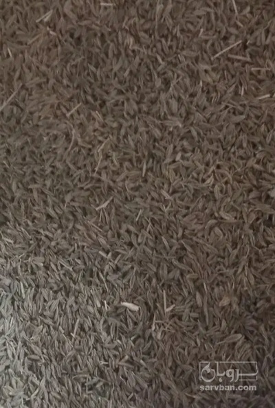 فروش زیره (گیاه‌ دارویی)