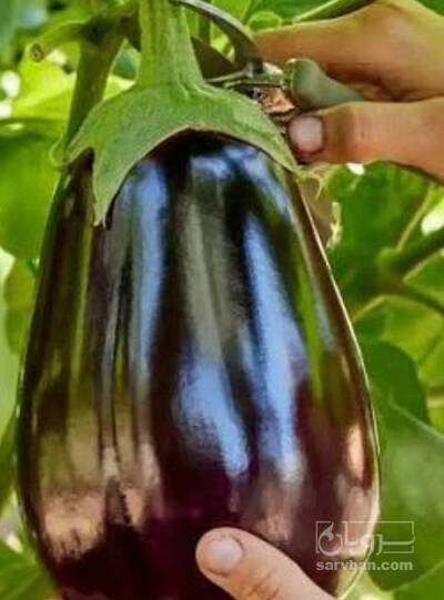 فروش بادمجان لامپی