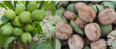 فروش گردو