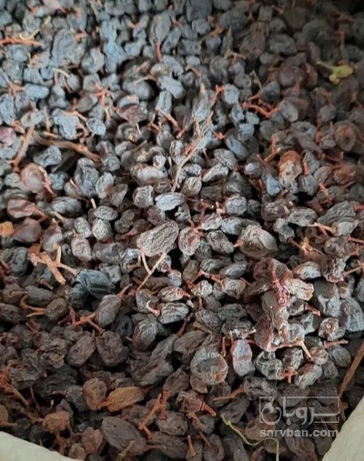 فروش کشمش ابگیری