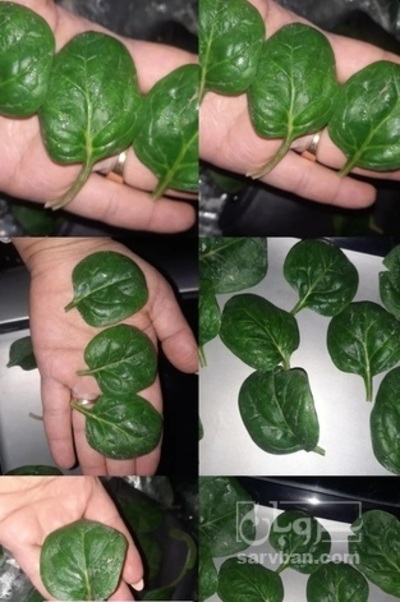 فروش بیبی اسفناج