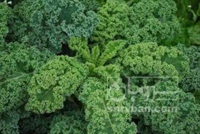 فروش کلم کیل