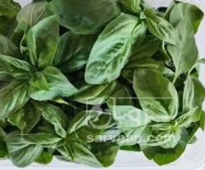 فروش ریحان ایتالیایی