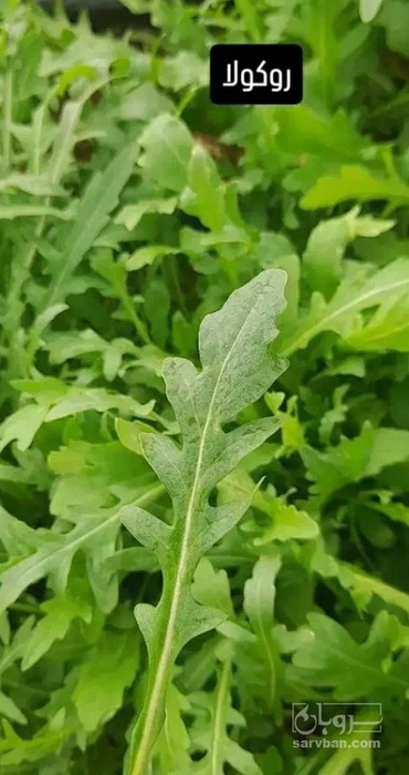 فروش روکولا