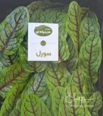 فروش سورل - ترشک درشت