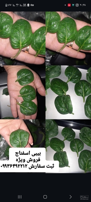 فروش بیبی اسفناج