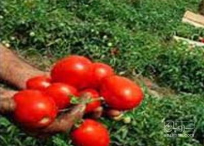 فروش گوجه فرنگی