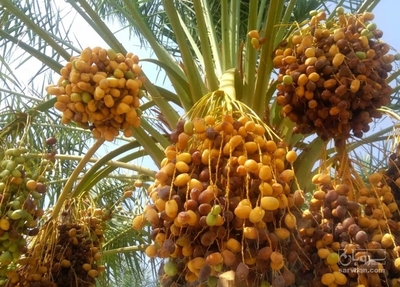 فروش خرماربی