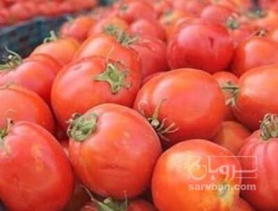 فروش گوجه فرنگی