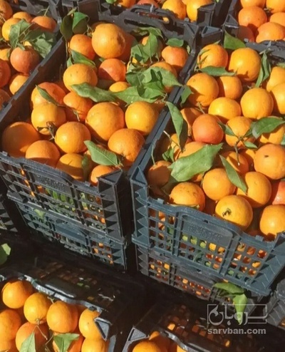 فروش پرتقال