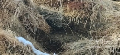 فروش یونجه