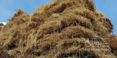 فروش یونجه