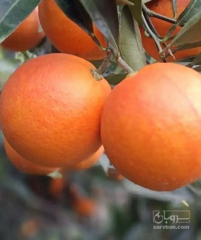 فروش پرتقال محلی