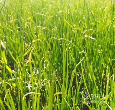 فروش پیاز سفید