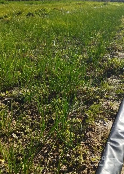 فروش پیاز زرد