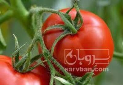 فروش گوجه فرنگی