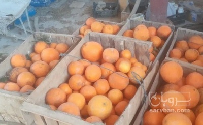 فروش پرتقال واشنگتن