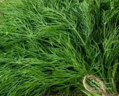 فروش شوید تازه