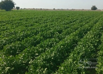 فروش جعفری تازه