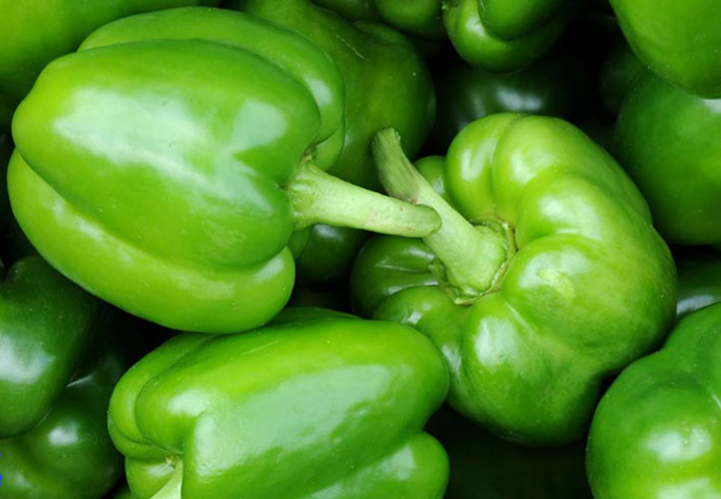 فروش فلفل دلمه ای