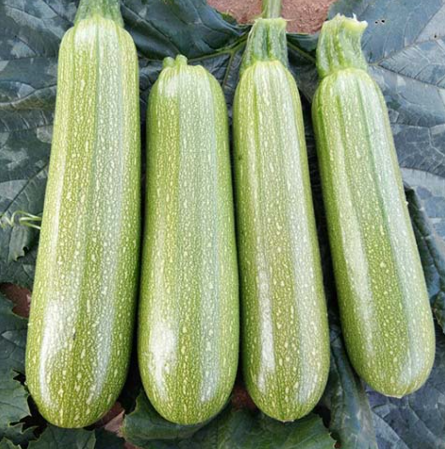 فروش کدو خورشتی