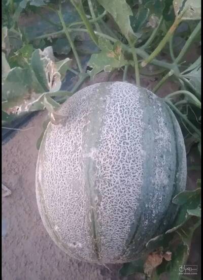 فروش خربزه