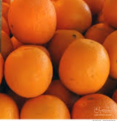 فروش پرتقال