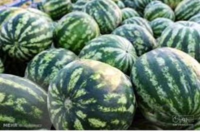 فروش هندوانه گردخطی