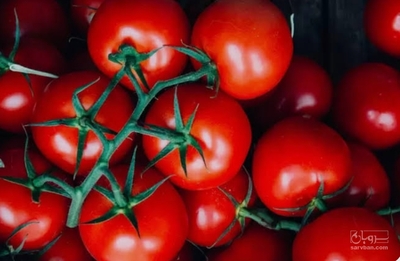 فروش گوجه فرنگی