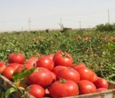 فروش گوجه فرنگی گرد